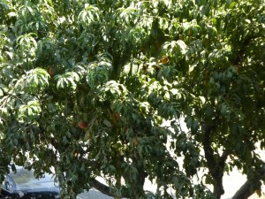 Travelodge Lemoore - Peach Trees on Property